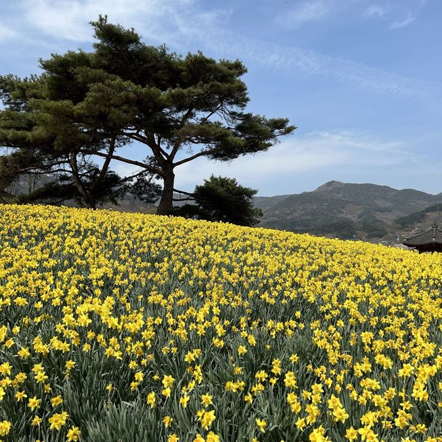 유채꽃과 양떼 목장이 어우러진, 지리산 치즈랜드