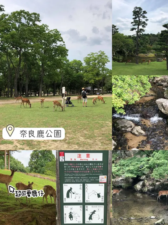 大阪出發😝奈良鹿公園❤️親近鹿仔好機會🤣難得體驗