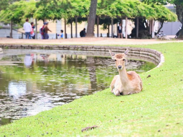 日本🇯🇵 ｜🌟 古都奈良：鹿與文化交織的神秘之旅🫏
