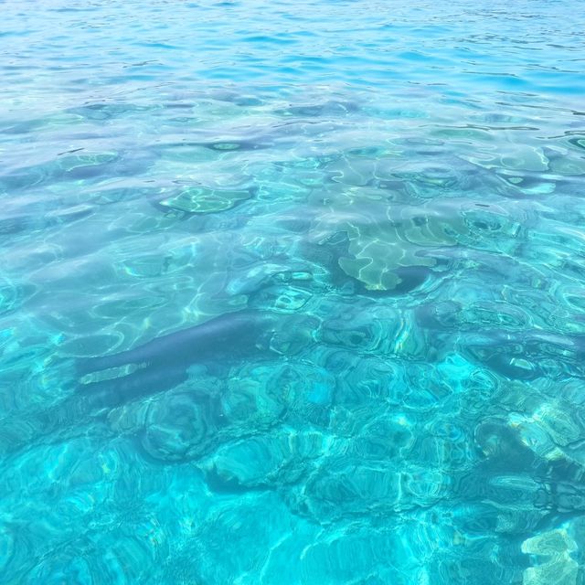 【沖縄 座間味島】ケラマブルーの海でシュノーケリング🌊🌺