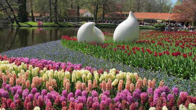 IT'S BLOOMING SEASON IN KEUKENHOF NETHERLANDS