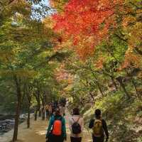 新楓葉團推薦💜剛泉山群立公園