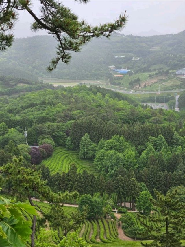 푸르른 풍경이 장관인 보성 녹차밭