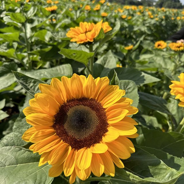 2023新社國際花海節～開跑🏃 滿滿的向日葵🌻