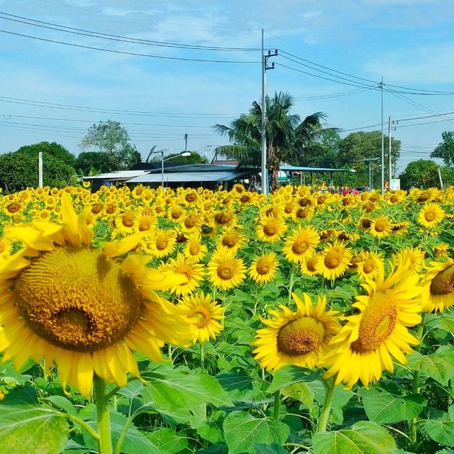 ทุ่งทานตะวันระแหง