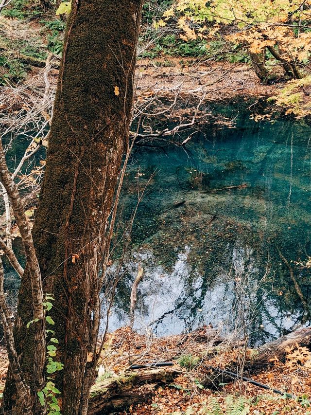 🇯🇵日本青森👣世界遺產 白神山地&十二湖 楓葉的顏色太美了😳