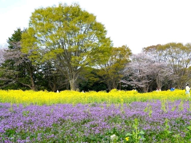 Showa Memorial Park