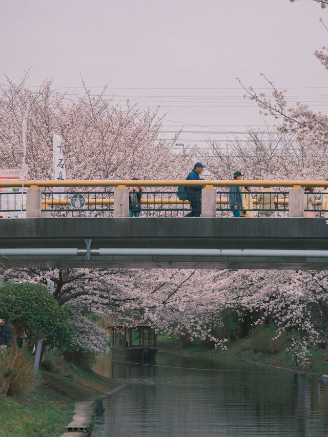 京都散策 |去追一場櫻花吧附賞花景點🌸