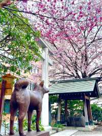 【藏前神社/東京都】ミモザと桜のコラボレーション