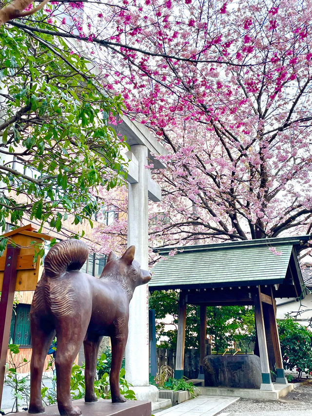 【藏前神社/東京都】ミモザと桜のコラボレーション