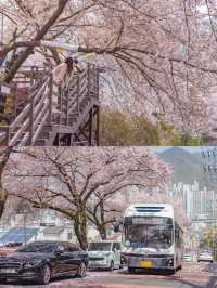 Gaegeum Cherry Blossom Rd. พิกัดชมพ็อตกตลับปูซาน