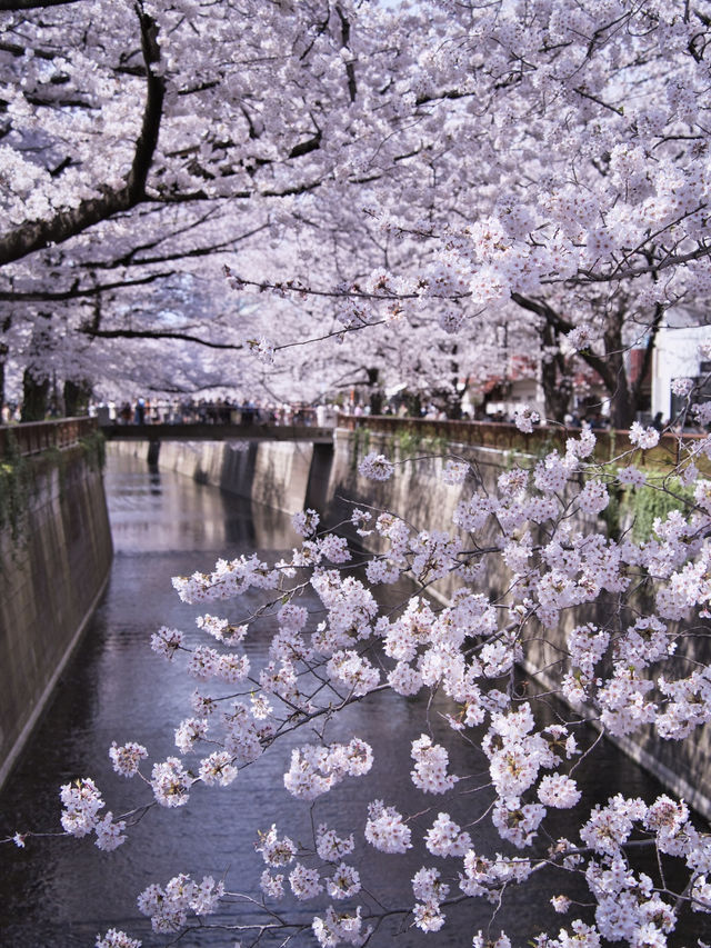 総距離4km‼️川沿いの道のりを歩いて桜を堪能しよう🌸花見クルーズもある⁉️※撮影ポイント(場所)情報付き