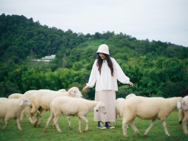 Maekee Sheep House บ้านแกะแม่ขิ 