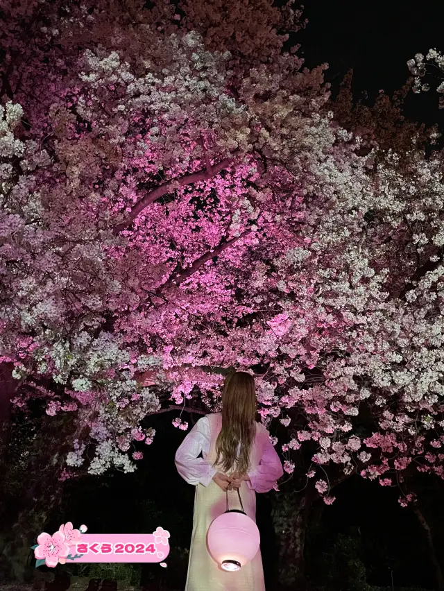 新宿御苑　桜のライトアップ