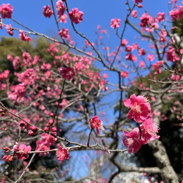 【都會的中心擁有自然】小石川後樂園。