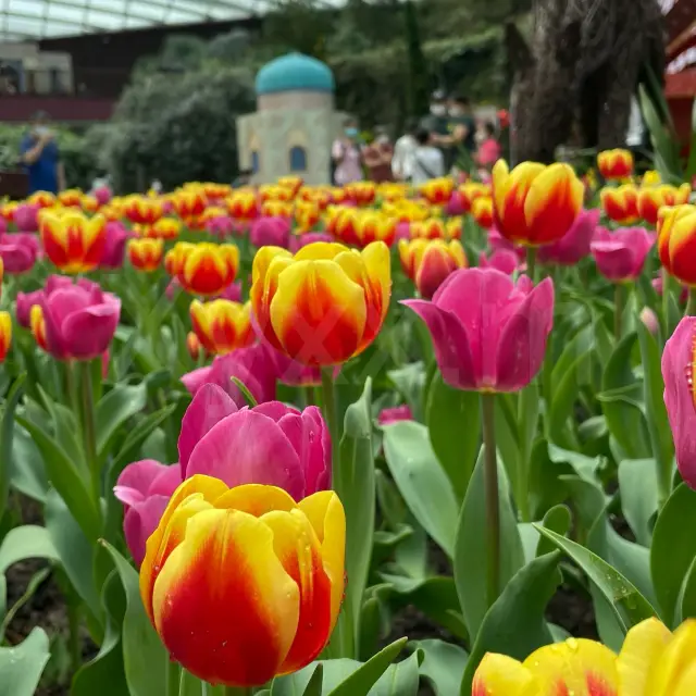 Flower Dome: Tulipmania 2021