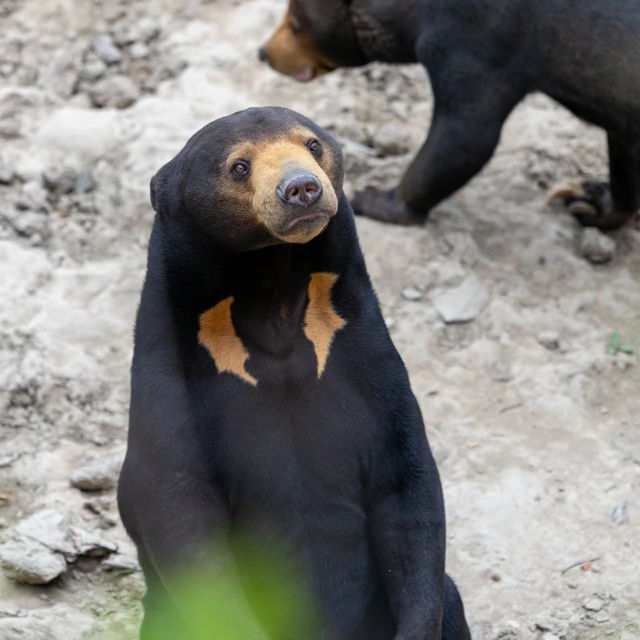 【福岡市動物園】親子好去處，教育娛樂兼具