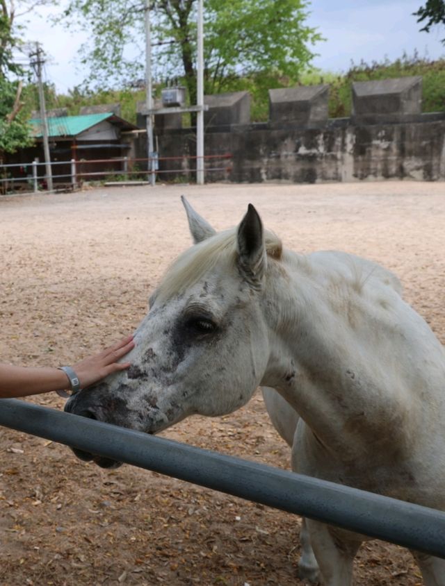 芭提雅 | 騎大象🐘餵大象跟小動物們玩 | 真理聖殿