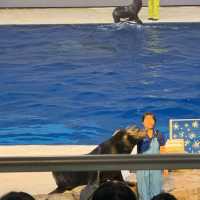 亞洲最大的水族館—濟州島