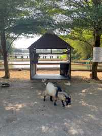 DUBUA CAFE | จ.นครปฐม