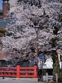 【岐阜・桜】岐阜観光の定番「飛騨高山」に桜🌸※周辺観光情報付き