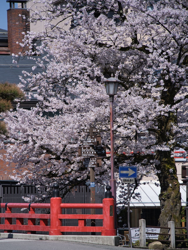 【岐阜・桜】岐阜観光の定番「飛騨高山」に桜🌸※周辺観光情報付き