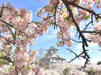 琵琶湖　豊公園の桜