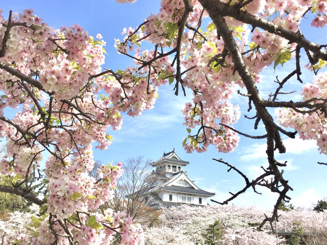 琵琶湖　豊公園の桜