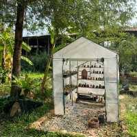 คาเฟ่ในสวน ใกล้โรงเรียนวาปีปทุม