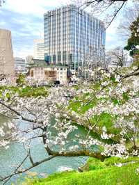 【千鳥ヶ淵/東京都】さくらまつり夜桜ライトアップ
