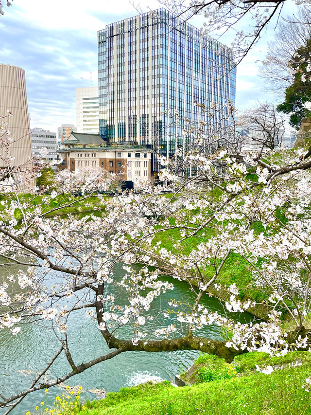 【千鳥ヶ淵/東京都】さくらまつり夜桜ライトアップ