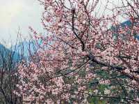 The rare Himalayan cherry blossoms.