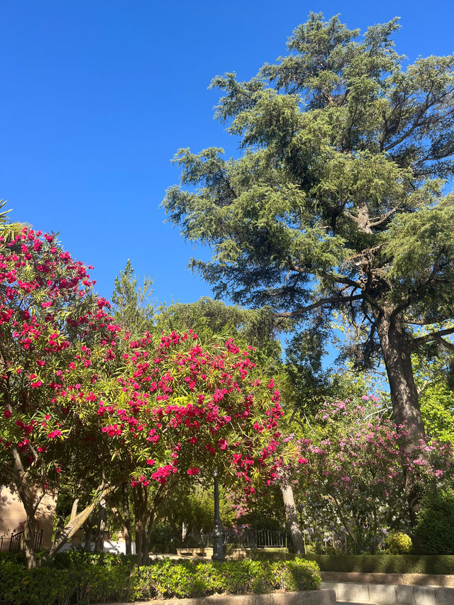 고지대에서 느끼는 봄🌲🌳🌷🌺 다양한 나무와 꽃들의 향연