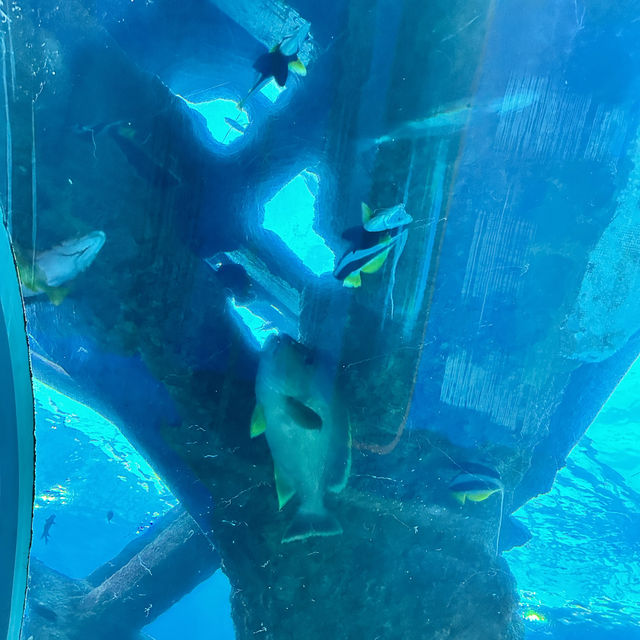 シンガポール　シーアクアリウム