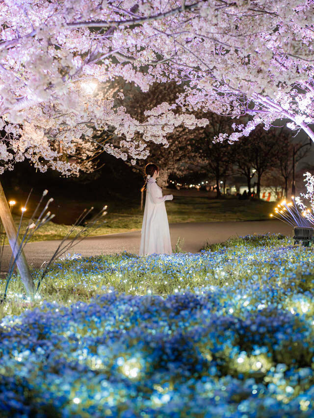 【桜とネモフィラのコラボ！😳】舎人公園の花と光のムーブメントが美しすぎる！！✨🌸