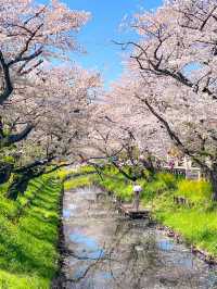 🌸桜を見ながら和船に乗れる📍川越氷川神社　裏手にある新河岸川で花筏（はないかだ）体験