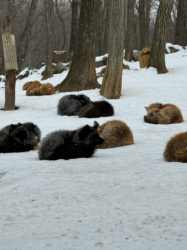 【宮城】100匹のキツネに会える!蔵王キツネ村🦊🌿日本