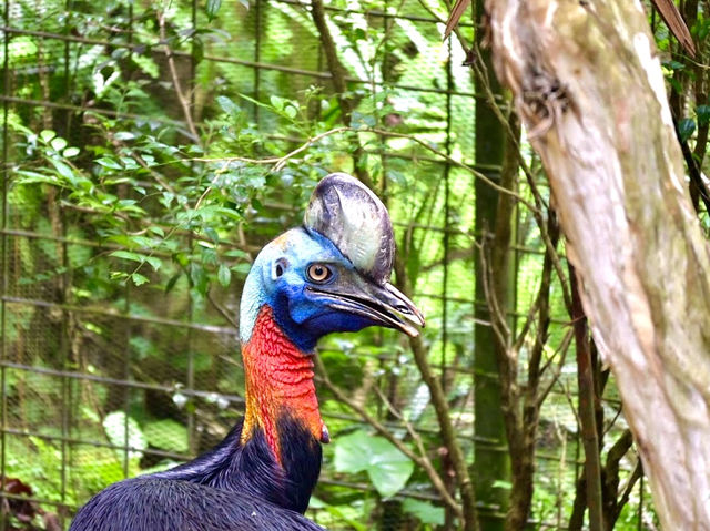 Singapore Zoo