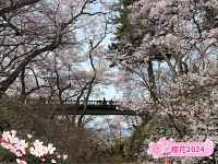 【長野】🌸高遠城址公園：春季櫻花盛開，絕美景緻不可錯過