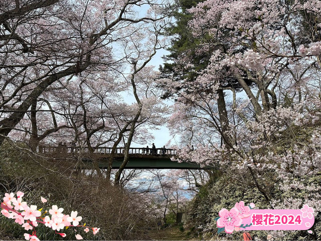 【長野】🌸高遠城址公園：春季櫻花盛開，絕美景緻不可錯過