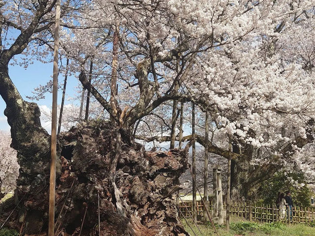 山高神代櫻🌸：日本古老巨樹，春季踏青必去