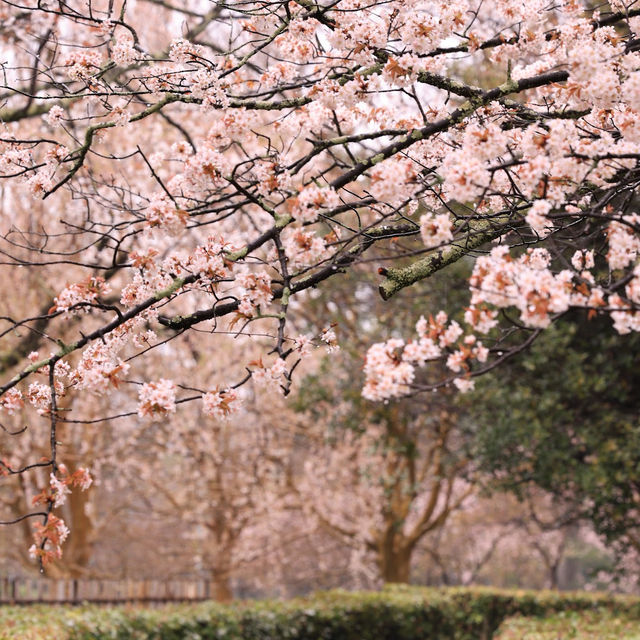 🌸【京都御苑】春日賞花，感受古城氣息🌸