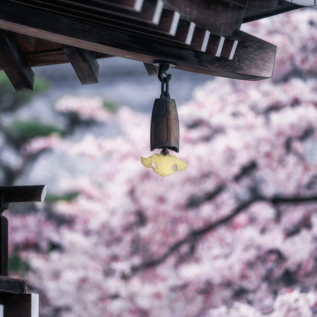 平等院：春天賞櫻，禪意情懷