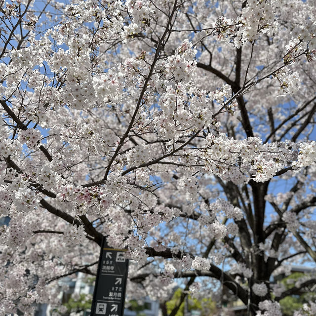 邂逅嵐山盛放櫻花🌸