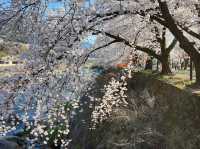 「河東十里櫻花路」：櫻花隧道、夜櫻燈光，南韓必去景點