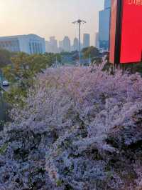ซากุระที่หอไข่มุก @เซี่ยงไฮ้