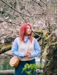 🌸 ปั่นเรือหงส์ ชมซากุระที่ Inokashira Park
