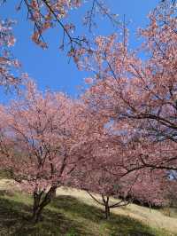 【栃木】益子町 里山の春