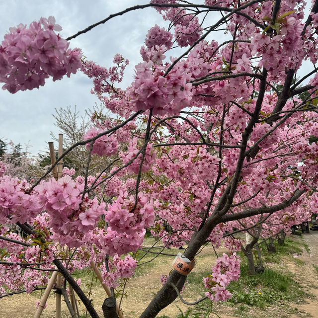 【青森】みちのく三大桜の名所で楽しもう🌸