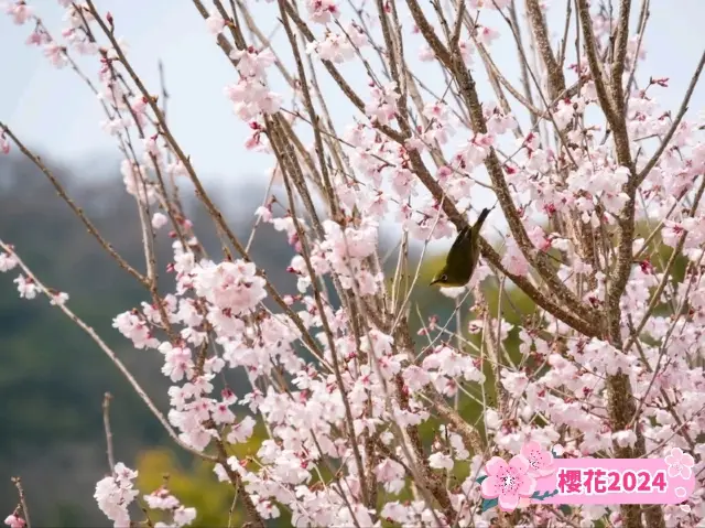 栗林公園💚❤️可能是四國最美的櫻花景點